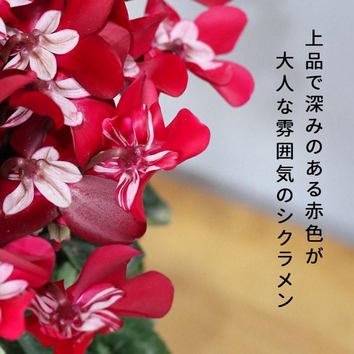 プレミアム シクラメン ジックス ワイン 5号鉢 送料無料 ますだ農園