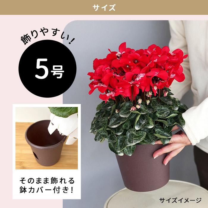 プレミアム シクラメン ジックス ワイン 5号鉢 送料無料 ますだ農園