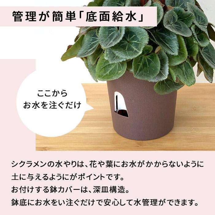 プレミアム シクラメン ジックス ワイン 5号鉢 送料無料 ますだ農園