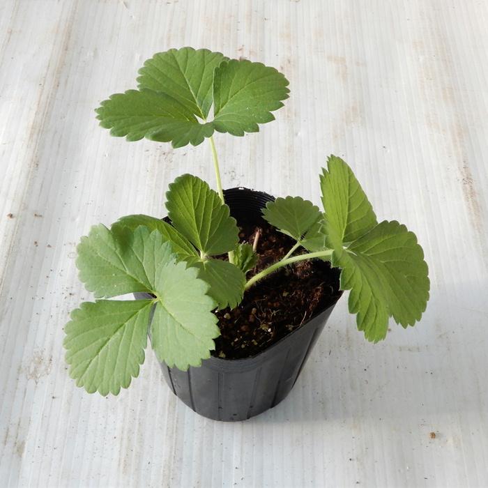 日本花キ流通 予約販売 イチゴ 苗 あまいろは 9cmポット 品種