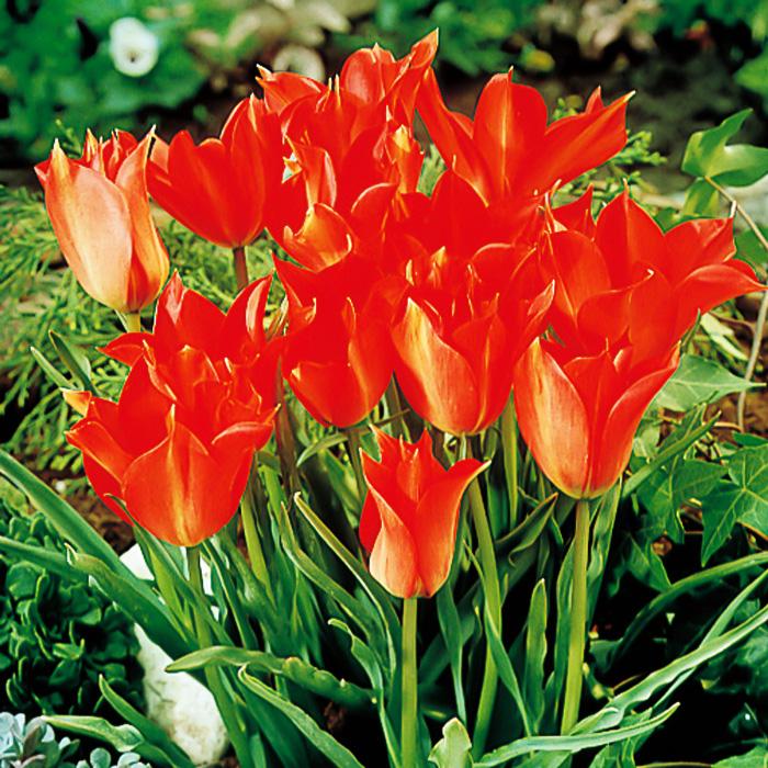 球根 原種系チューリップ リニフォリア 福花園 5球 fke : フラワー