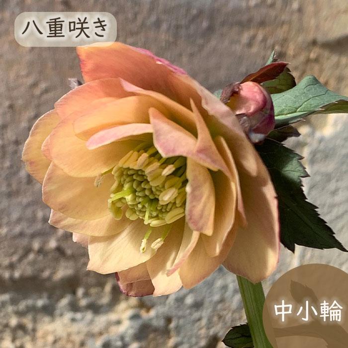 予約販売 クリスマスローズ苗 あんず小鞠 9cmポット 堀切園 宿根草