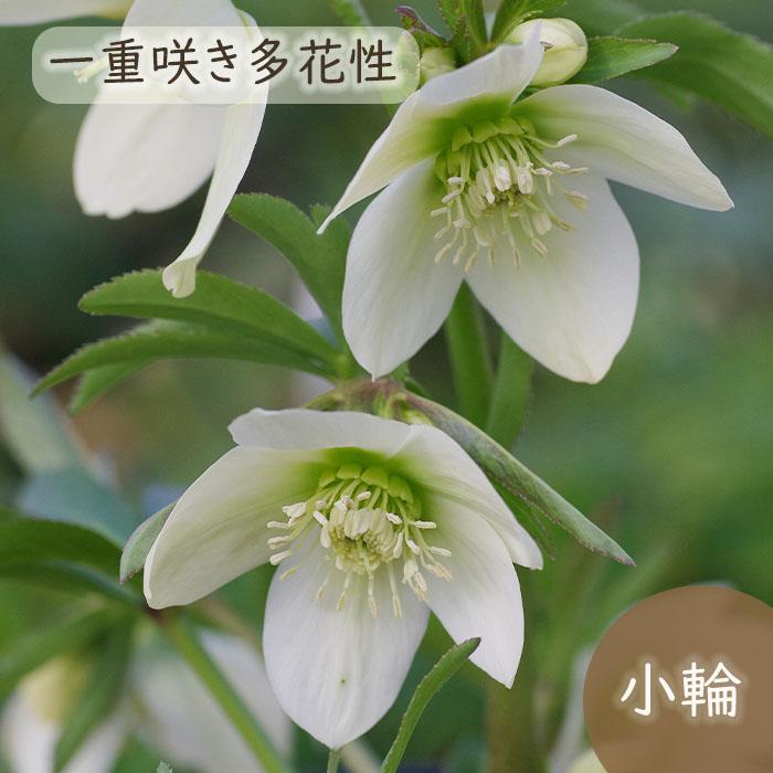 クリスマスローズ苗 プチドール栞 9cmポット 横山園芸 宿根草 花苗