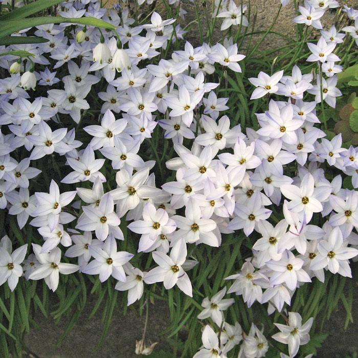 予約販売 球根 アイフェイオン ユニフローラ ハナニラ 福花園 10球 fke 10月中旬以降発送 : フラワーネット日本花キ流通 - 通販 ...