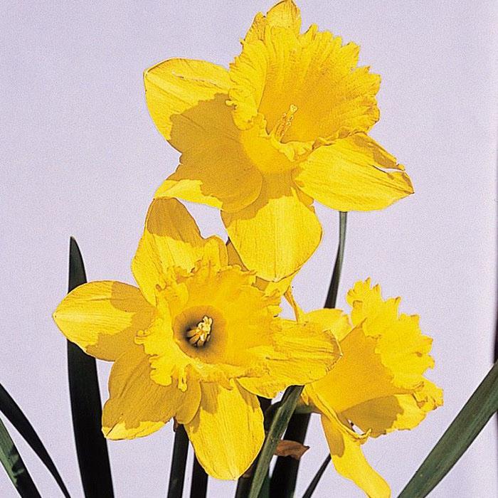 球根 ラッパ咲き水仙 マリーク 福花園 2球 fke : フラワーネット日本花