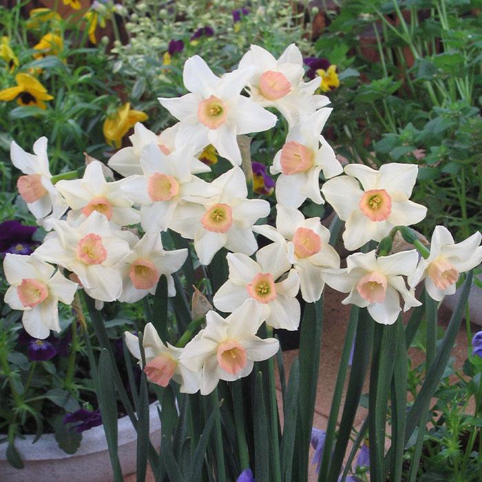 椿 水仙3球 球根 水仙 ゼラニューム 【花苗 3球／1個売り】｜ 【植物の
