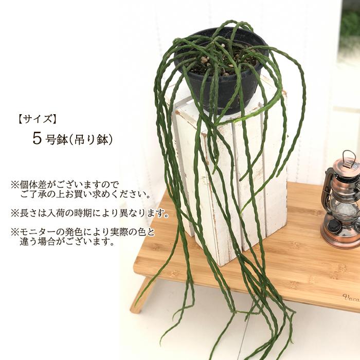 日本花キ流通 観葉植物 リプサリス パラドクサ 5号 吊り鉢 吊り下げ