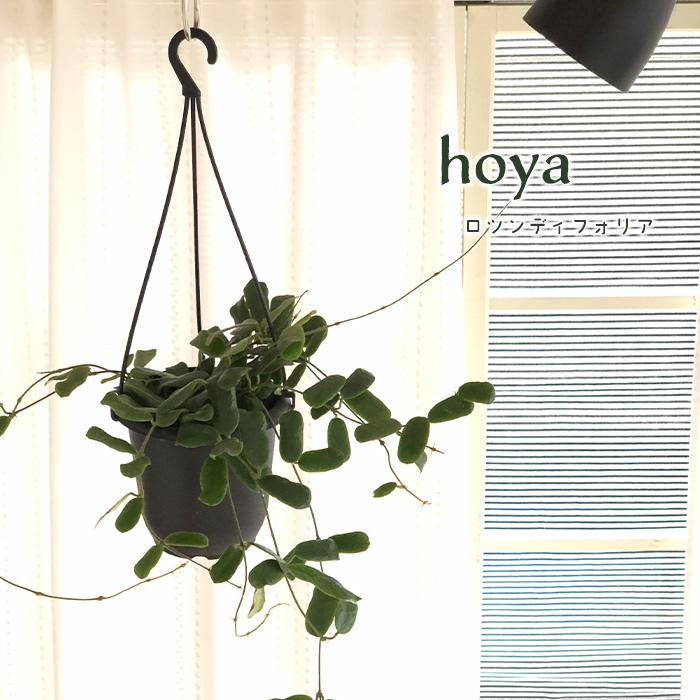 日本花キ流通 予約販売 観葉植物 ホヤ ロツンディフォリア 4号 吊り鉢