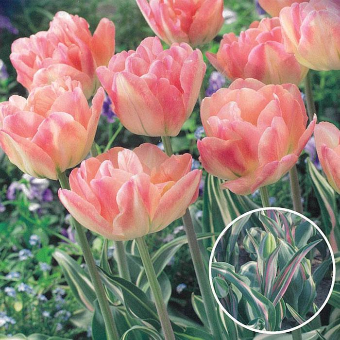 球根 プレミアムチューリップ ハッピーアップスター 福花園 3球 fke