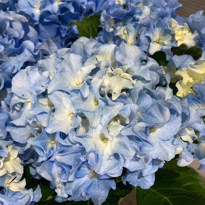 宿根草！ハイドランジア 紫陽花 クレイジーデンシア 花苗 土を落とさず ポット苗 宿根草！ハイドランジア 紫陽花 クレイジーデンシア 花苗 土を