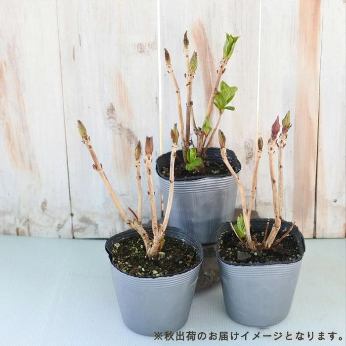 日本花キ流通 予約販売 アジサイ クレイジーテンシアブルー 10.5