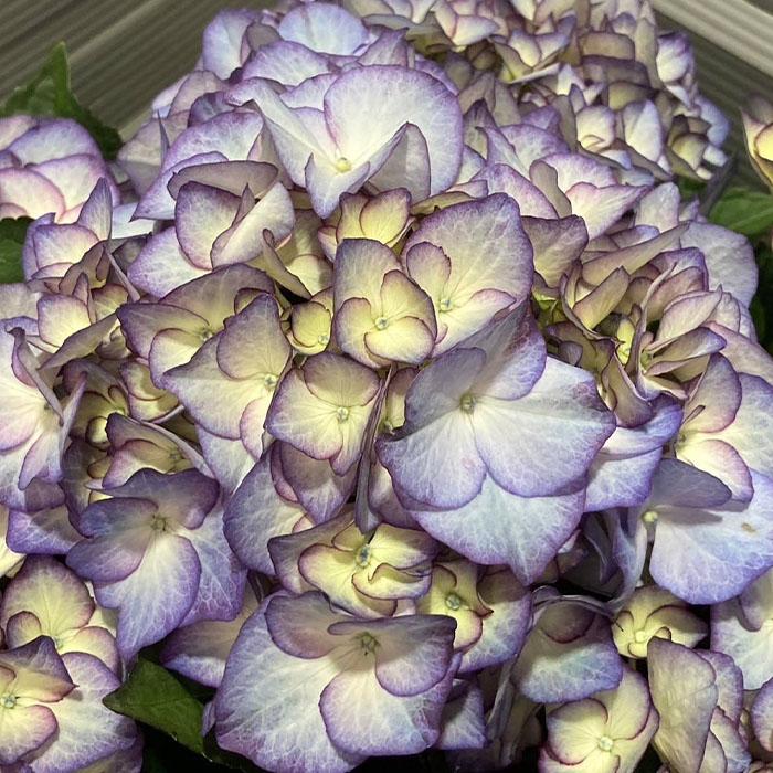 アジサイ 花模様 10.5cmポット 加茂 KAMOセレクション ハイドランジア