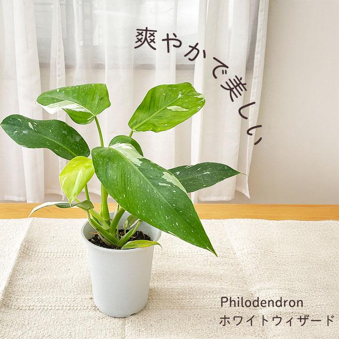 日本花キ流通 観葉植物 フィロデンドロン ホワイトウィザード 4号鉢