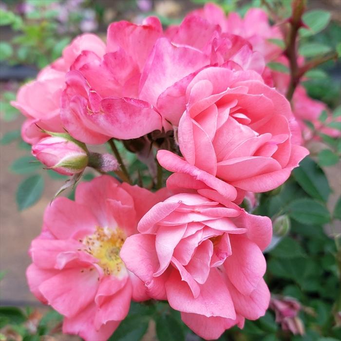日本花キ流通 予約販売 バラ 苗 バラ 新苗 つるバラ 花見川 一季咲き