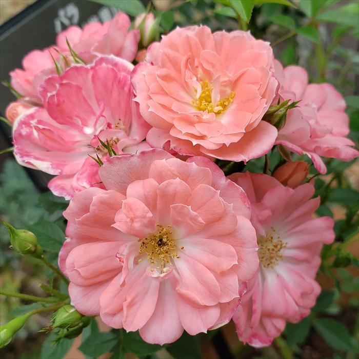 日本花キ流通 予約販売 バラ 苗 バラ 新苗 つるバラ 花見川 一季咲き