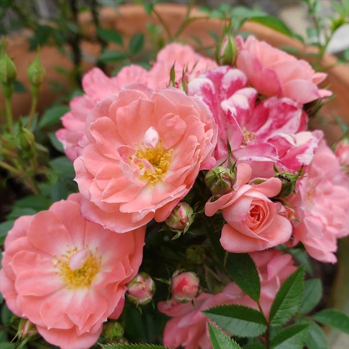 日本花キ流通 予約販売 バラ 苗 バラ 新苗 つるバラ 花見川 一季咲き
