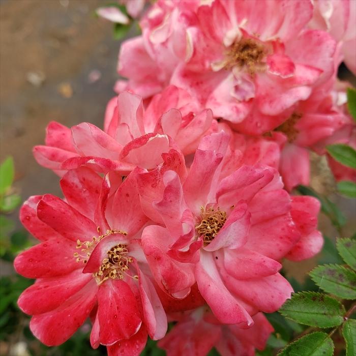 日本花キ流通 予約販売 バラ 苗 バラ 新苗 つるバラ 花見川 一季咲き