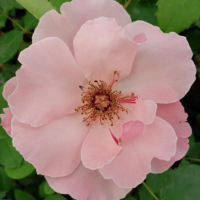 ꫛꫀꪝ✧‧˚「Rose」薔薇＆ピンキーリング　シーグラスアート　赤　レアカラー ꫛꫀꪝ✧‧˚「Rose」薔薇＆ピンキーリング シーグラスアート 赤
