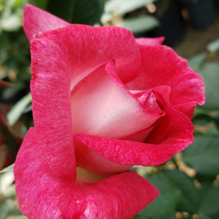 日本花キ流通 予約販売 バラ 苗 バラ 新苗 大輪 聖火 四季咲き 薔薇