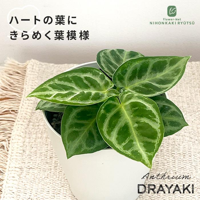 日本花キ流通 観葉植物 アンスリウム クリスタリナム ドラヤキ 4号鉢