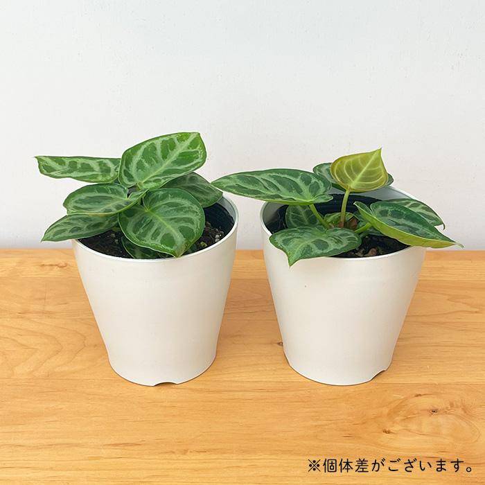 日本花キ流通 観葉植物 アンスリウム クリスタリナム ドラヤキ 4号鉢