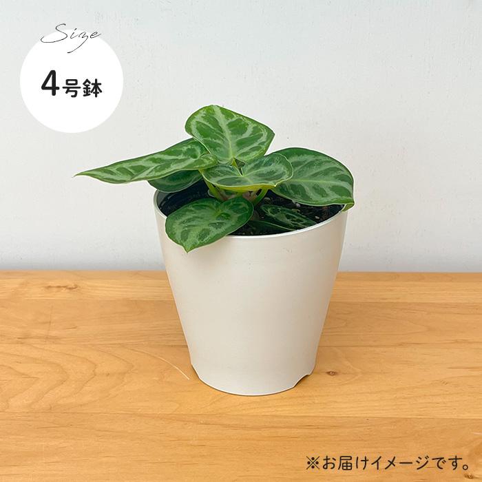 日本花キ流通 観葉植物 アンスリウム クリスタリナム ドラヤキ 4号鉢