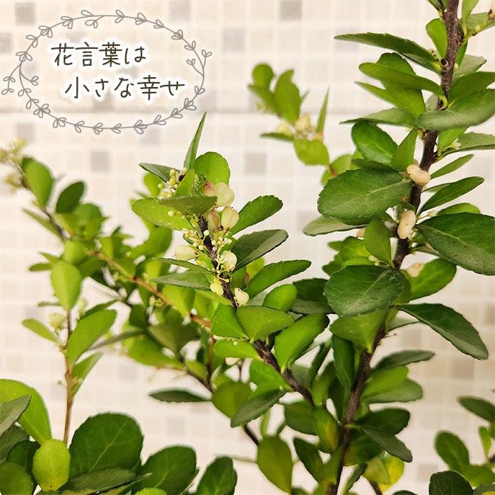 日本花キ流通 ハートが実る木 3.5号鉢 登録品種 ハートの実 ハリ