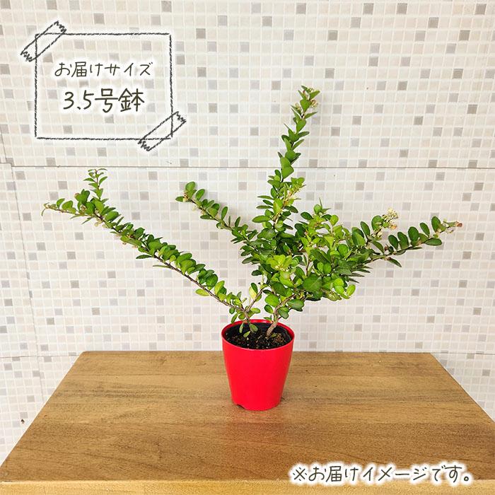 日本花キ流通 ハートが実る木 3.5号鉢 登録品種 ハートの実 ハリ