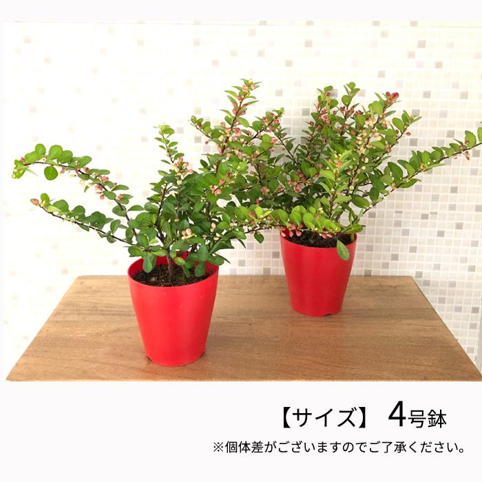 日本花キ流通 ハートが実る木 3.5号鉢 登録品種 ハートの実 ハリ