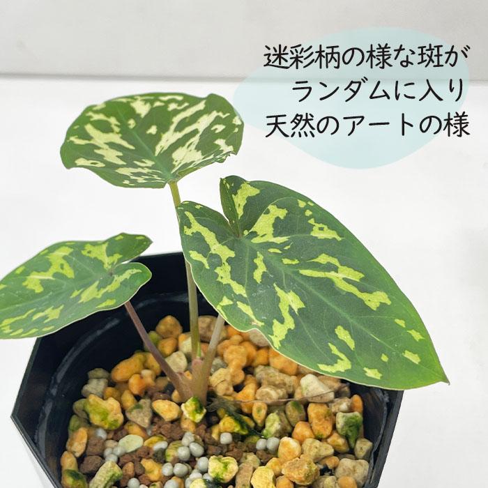 日本花キ流通 観葉植物 アロカシア ヒロ ビューティータラ 3.5号鉢