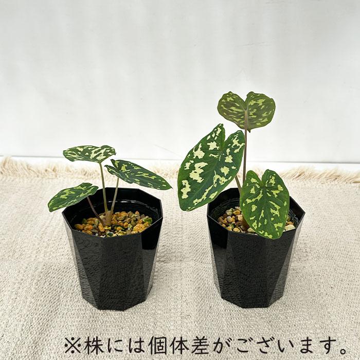 日本花キ流通 観葉植物 アロカシア ヒロ ビューティータラ 3.5号鉢