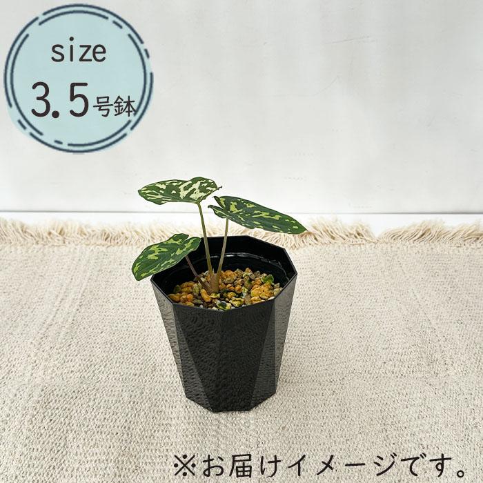 日本花キ流通 観葉植物 アロカシア ヒロ ビューティータラ 3.5号鉢