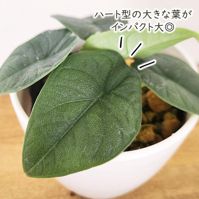 日本花キ流通 観葉植物 cot アロカシア メロ 3.5号鉢 観葉植物 小型