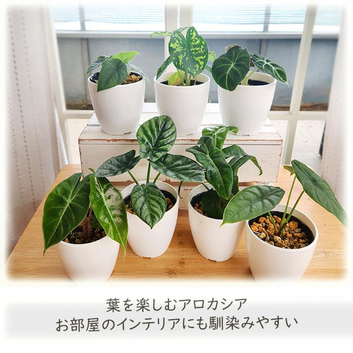 日本花キ流通 観葉植物 cot アロカシア メロ 3.5号鉢 観葉植物 小型