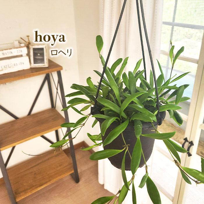 日本花キ流通 予約販売 観葉植物 ホヤ ロヘリ 4号 吊り鉢 吊り下げ