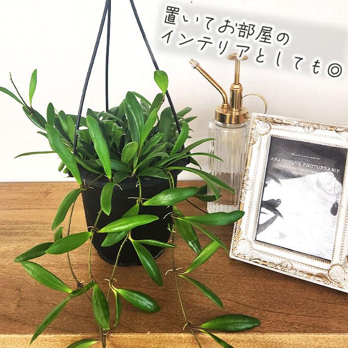 日本花キ流通 観葉植物 ホヤ ロヘリ 4号 吊り鉢 吊り下げ ハンギング