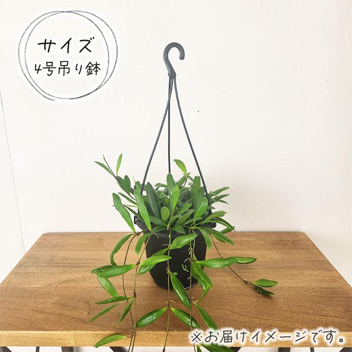 日本花キ流通 観葉植物 ホヤ ロヘリ 4号 吊り鉢 吊り下げ ハンギング
