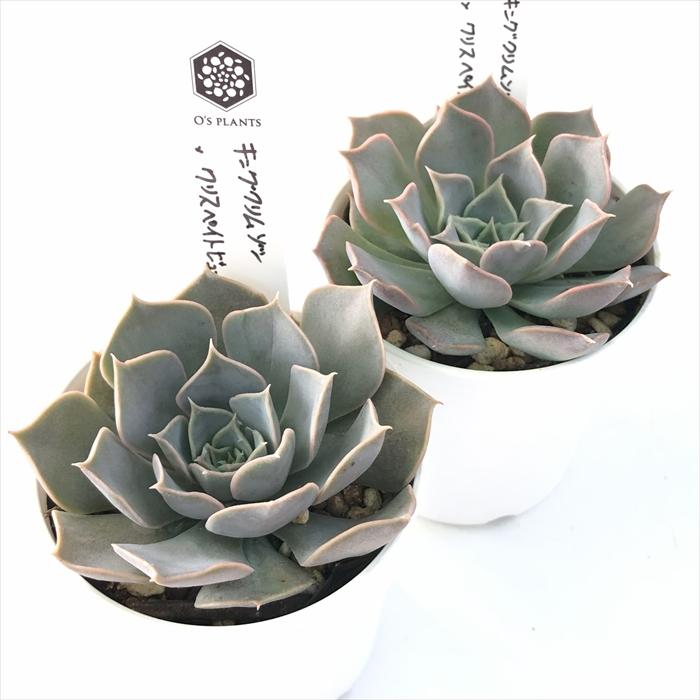 多肉植物 O'sエケベリア キングクリムゾン×クリスペイトビューティー