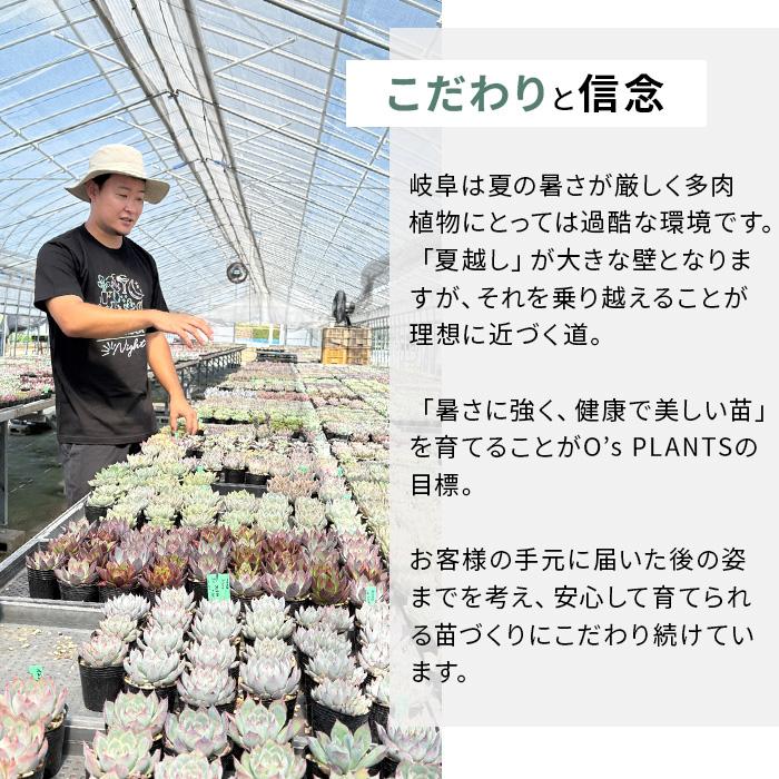 多肉植物 O'sエケベリア キングクリムゾン×クリスペイト