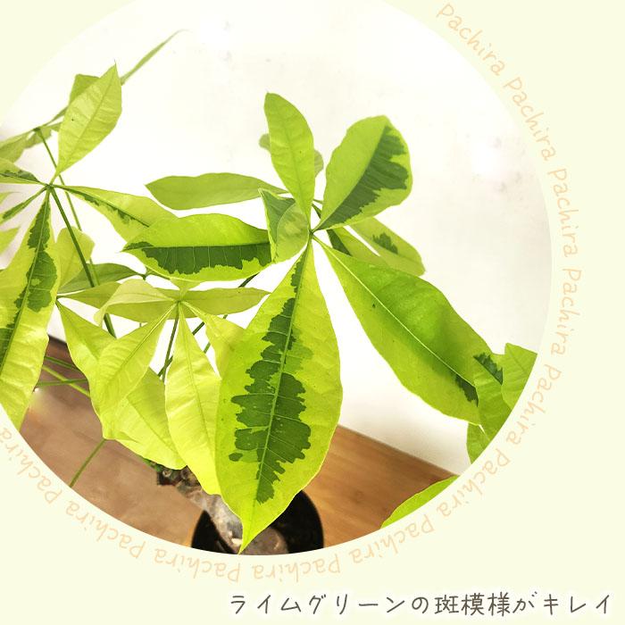 日本花キ流通 観葉植物 斑入り パキラ ムーンライト 6号鉢 送料無料