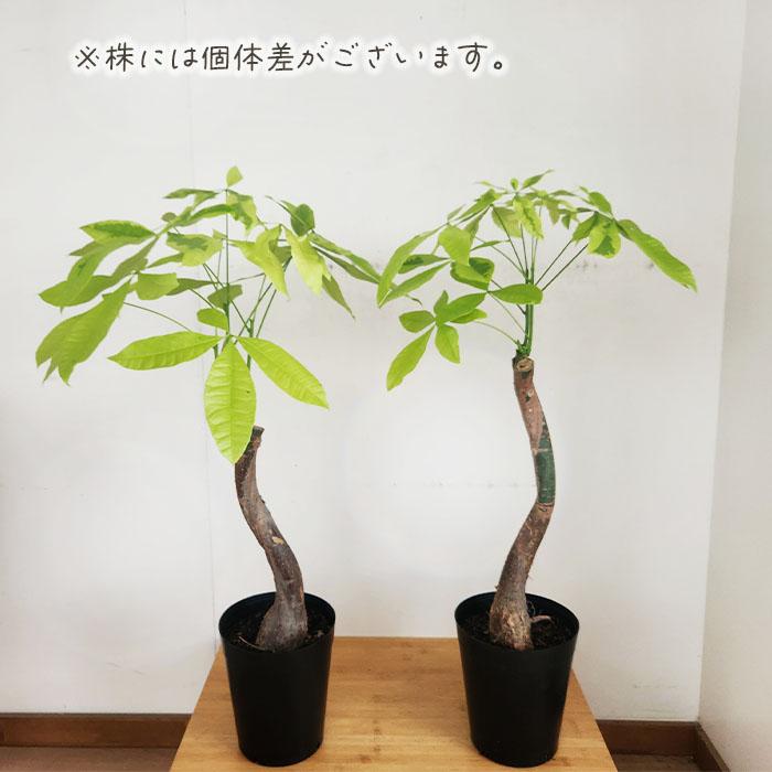 日本花キ流通 観葉植物 斑入り パキラ ムーンライト 6号鉢 送料無料