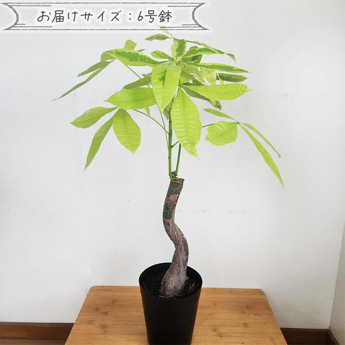 日本花キ流通 観葉植物 斑入り パキラ ムーンライト 6号鉢 送料無料