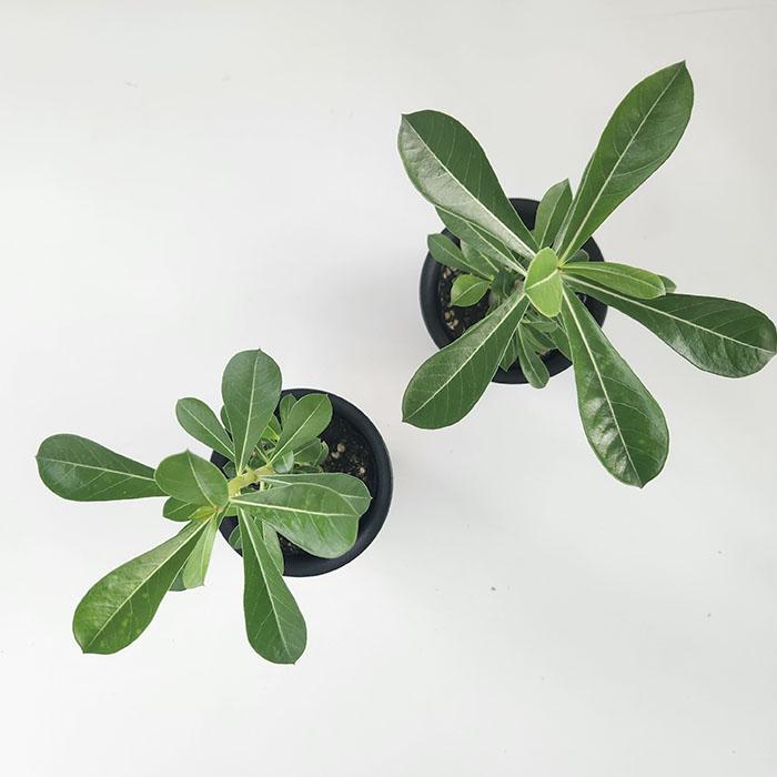 日本花キ流通 多肉植物 caコーデックス アデニウム オベスム 3.5号鉢