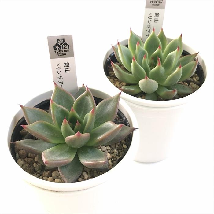 剣山 札付き 優木園 多肉植物 優木園 (@yuukien_) • Instagram