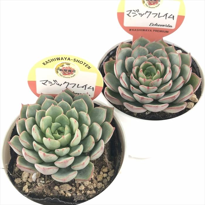 多肉植物　韓国苗　マジック 多肉植物 kswエケベリア マジックフレイム 柏屋商店さん苗 エケベリア