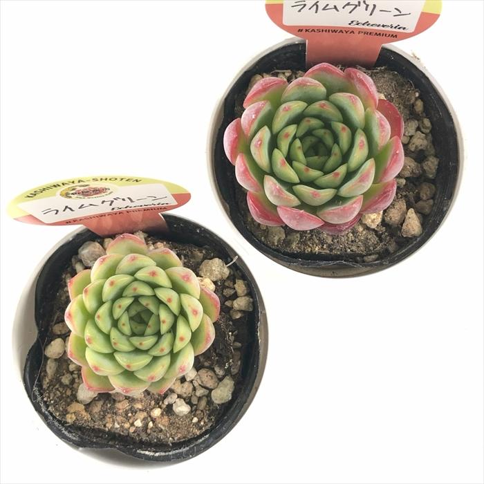 エケベリア 多肉植物 緑色 多肉植物 kswエケベリア ライムグリーン 柏屋商店さん苗
