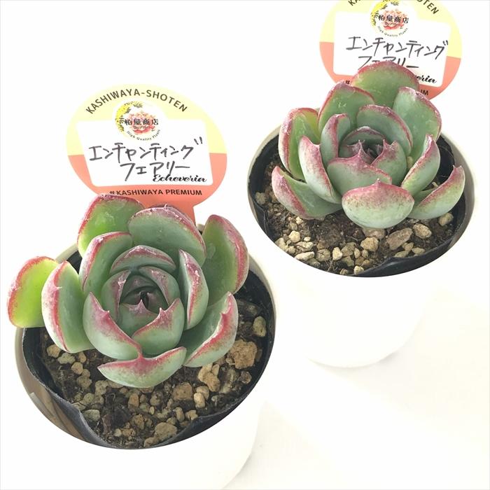 多肉植物 kswエケベリア エンチャンティングフェアリー 柏屋商店さん苗
