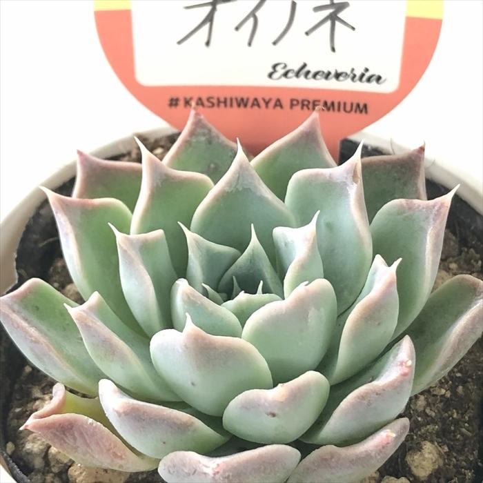 多肉植物 kswエケベリア オイノネ 柏屋商店さん苗 エケベリア 6cm