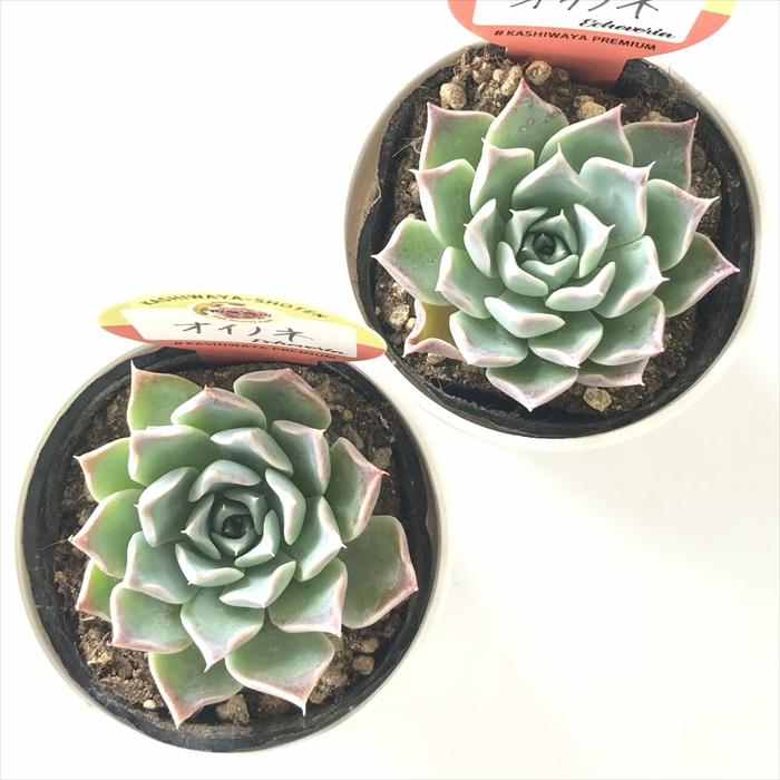 多肉植物 kswエケベリア オイノネ 柏屋商店さん苗 エケベリア 6cm