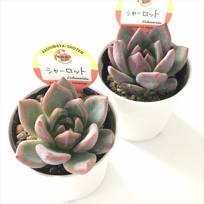 多肉植物 kswエケベリア シャーロット 柏屋商店さん苗 エケベリア 6cm